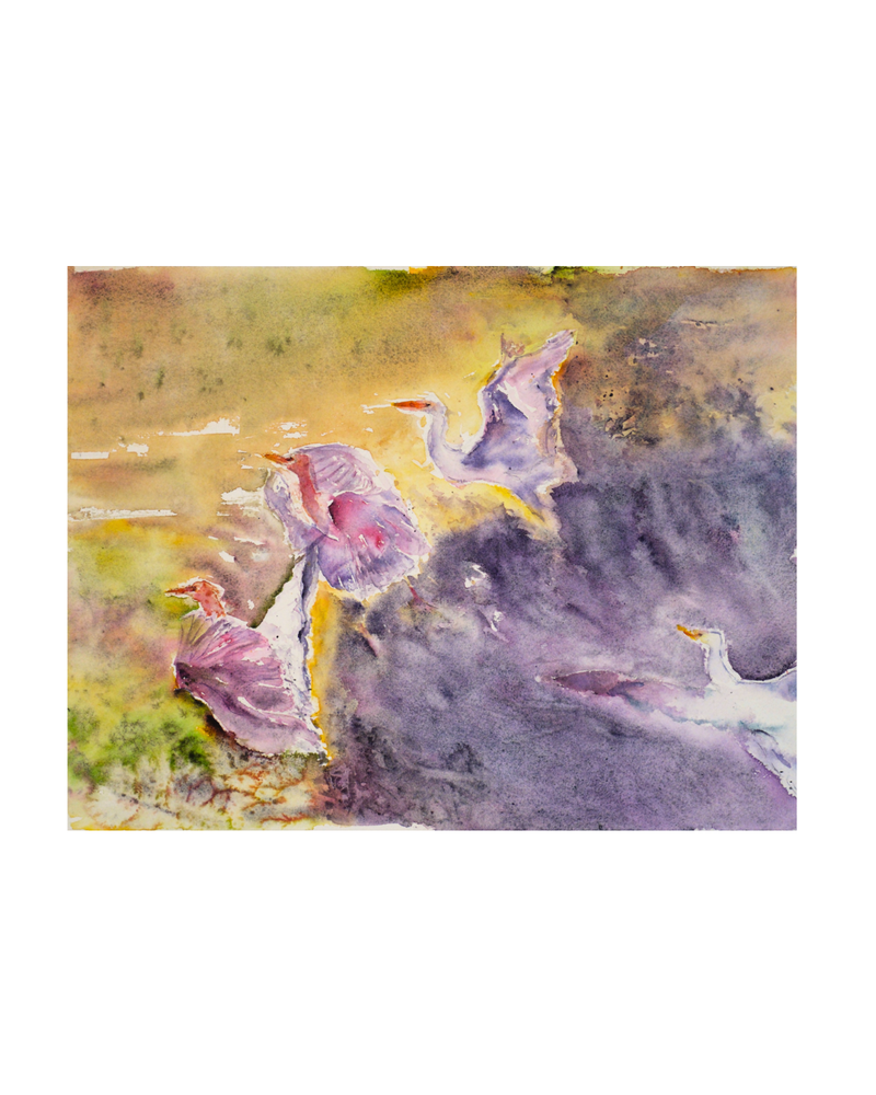 Cattle Egrets: Wings at Dusk, 2026