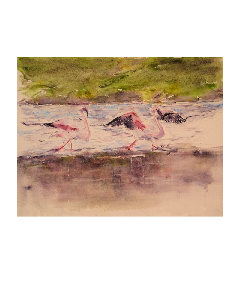 Flamingos: Almost Arabesque, 2026